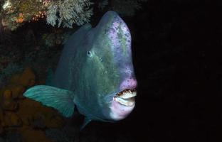 un pez loro gigante en el naufragio del liberty. foto