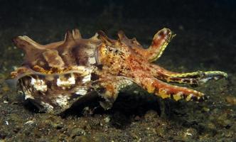 extravagante caza de sepias en el fondo marino. foto