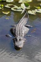 American Alligator, Alligator mississippiensis photo