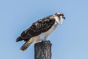 águila pescadora occidental pandion haliaetus foto