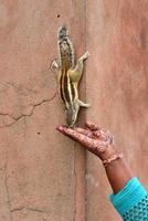 Indian Palm Squirrel reaching for food photo