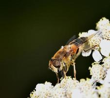 Hoverfly nectar feeding on a white flower photo