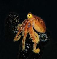 un mototi de pulpo raro en el mar de bali. foto