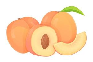 Collection of peaches in different shapes, slice, half with seed vector