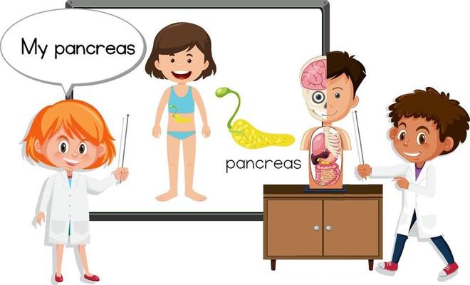 Young doctor explaining pancreas anatomy