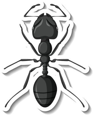 A sticker template with close up of red ant isolated