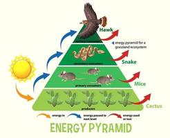 ciencia pirámide ecológica simplificada vector