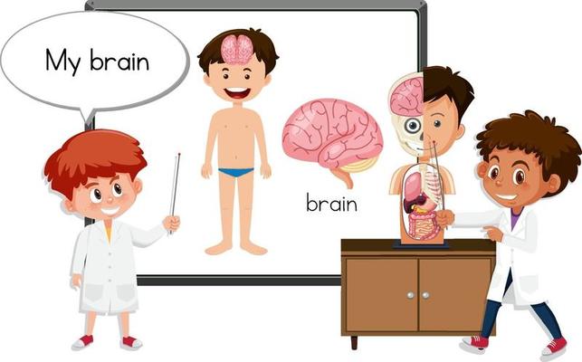 Young doctor explaining brain anatomy