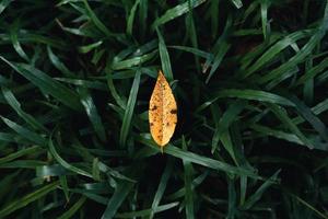 El otoño deja el primer amarillo en el jardín. foto