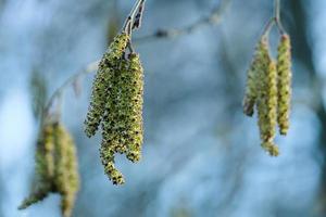 willow tree branch with young blossom catkins in spring garden photo