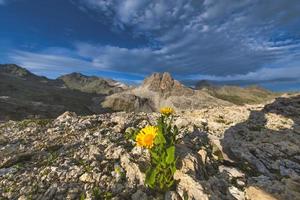 Flowers sprouting among the mountain rocks at high altitude photo