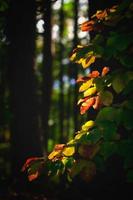 Autumn leaves in the woods illuminated by the sun photo