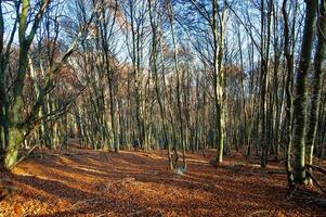 Beech forest on swiss alp photo