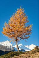 A larch autumn in the high mountains photo