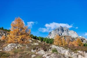 Rocky mountain in autumnal landscape with a gold colored larch photo
