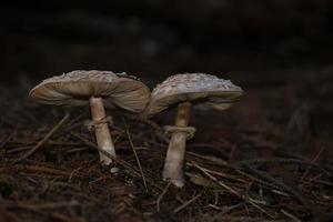 Two mushrooms attached the Parasol photo