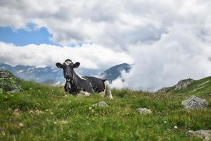 Swiss cow rests in pasture meadow photo