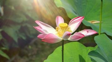 Cierre brillante de un solo loto rosa en un estanque con luz solar foto