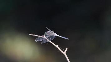 Blue dragonfly perched on a branch video