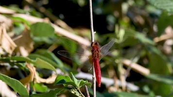 Red dragonfly perched on a branch video