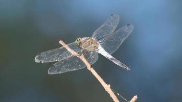 Blue dragonfly perched on a branch video