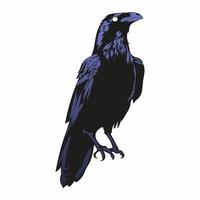 raven vector illustration, black horror crow