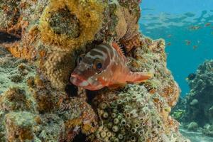 Fish swim in the Red Sea, colorful fish, Eilat Israel photo