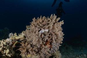 Coral reef and water plants in the Red Sea, Eilat Israel photo