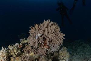 Coral reef and water plants in the Red Sea, Eilat Israel photo