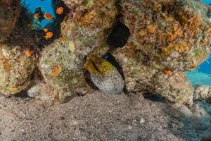 Morena mooray lycodontis undulatus en el mar rojo, eilat israel foto