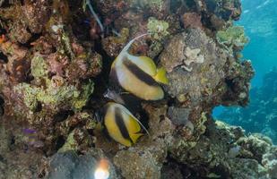 Fish swim in the Red Sea, colorful fish, Eilat Israel photo