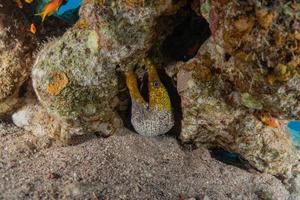 Morena mooray lycodontis undulatus en el mar rojo, eilat israel foto