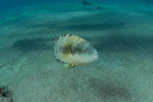 Fish swim in the Red Sea, colorful fish, Eilat Israel photo