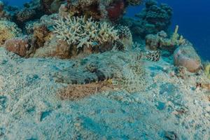 Fish swim in the Red Sea, colorful fish, Eilat Israel photo