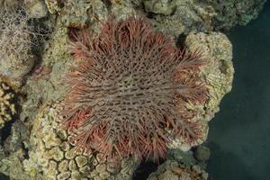 Coral reef and water plants in the Red Sea, Eilat Israel photo