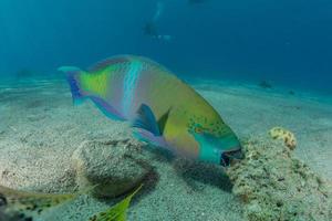 peces nadan en el mar rojo, peces de colores, eilat israel foto