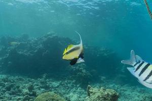 Fish swim in the Red Sea, colorful fish, Eilat Israel photo