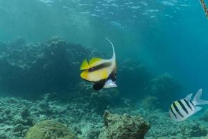 Fish swim in the Red Sea, colorful fish, Eilat Israel photo