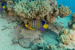 Fish swim in the Red Sea, colorful fish, Eilat Israel photo