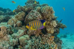 Fish swim in the Red Sea, colorful fish, Eilat Israel photo