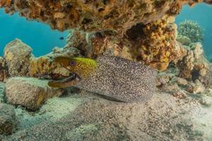 Morena mooray lycodontis undulatus en el mar rojo, eilat israel foto