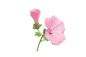 Rosa lavatera flor, capullo y follaje aislado contra un blanco foto