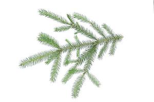 Spruce branch isolated on a white background with a path for pruning photo