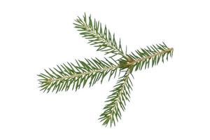 Spruce branch isolated on a white background with a path for pruning photo