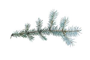 Blue spruce twig isolated on white background photo