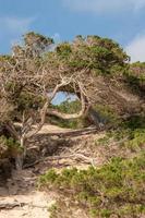 árbol llamado savina en la playa de formentera de calo d es mort