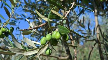 Cluster of almost ripe olives hanging from a stem