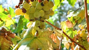 Bunch of grapes hanging on the vine