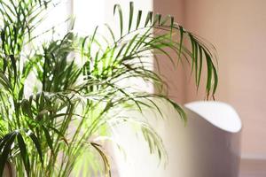 Baño moderno. baño blanco con ramas de palmera verde foto