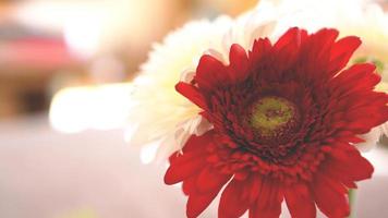 Flor de gerbera aislada con fondo borroso soleado foto